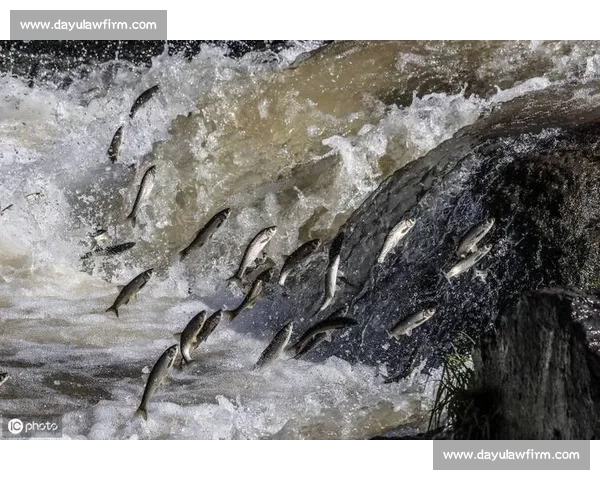 鱼吻破水面时，鱼线已飞出