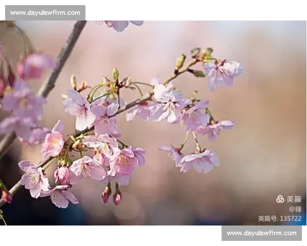 花开之日，赴你之约